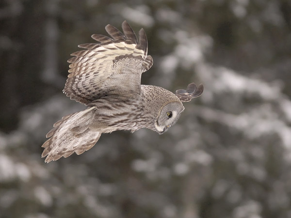 Lapinpöllö, Great Grey Owl, Strix nebulosa